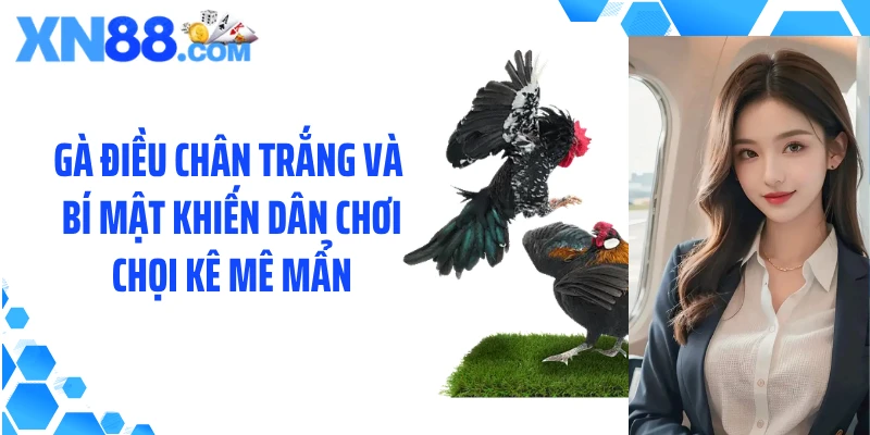 Gà điều chân trắng