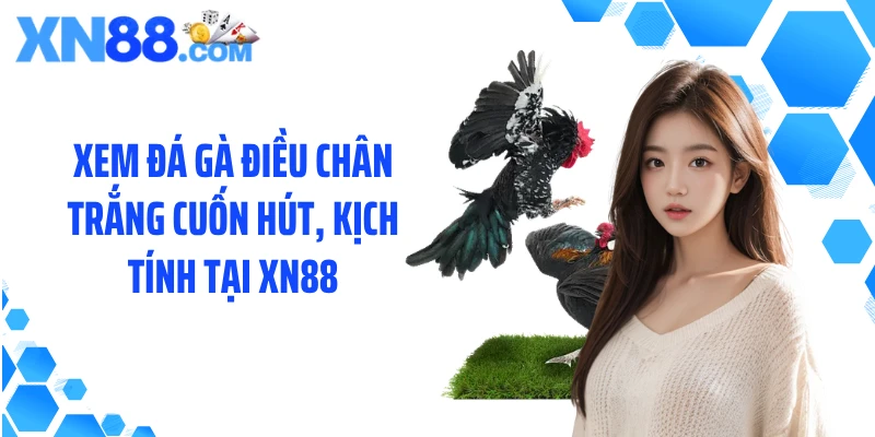 Xem đá gà điều chân trắng cuốn hút, kịch tính tại XN88